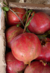 Granatapfel